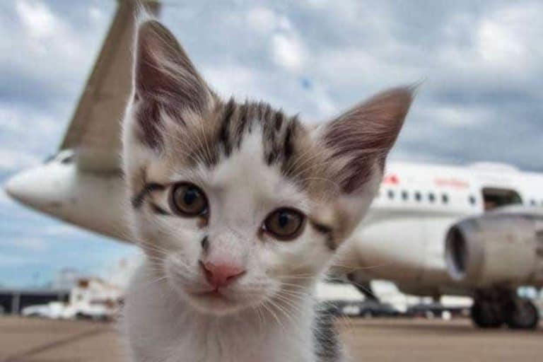 Gatti Fiumicino.jpg