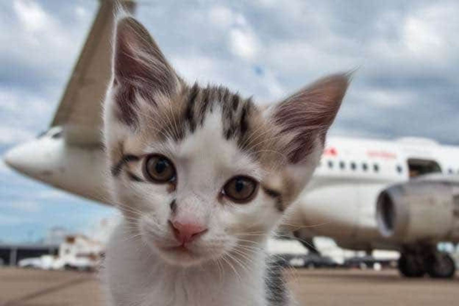 Emergenza gatti a Fiumicino: 80 felini in pericolo tra le piste dell’aeroporto (lasciati senza cibo né acqua) 1 Gatti Fiumicino.jpg