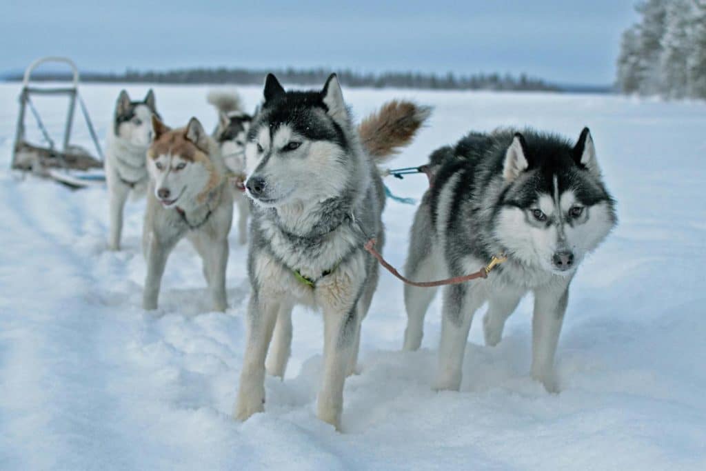Iditarod.jpg