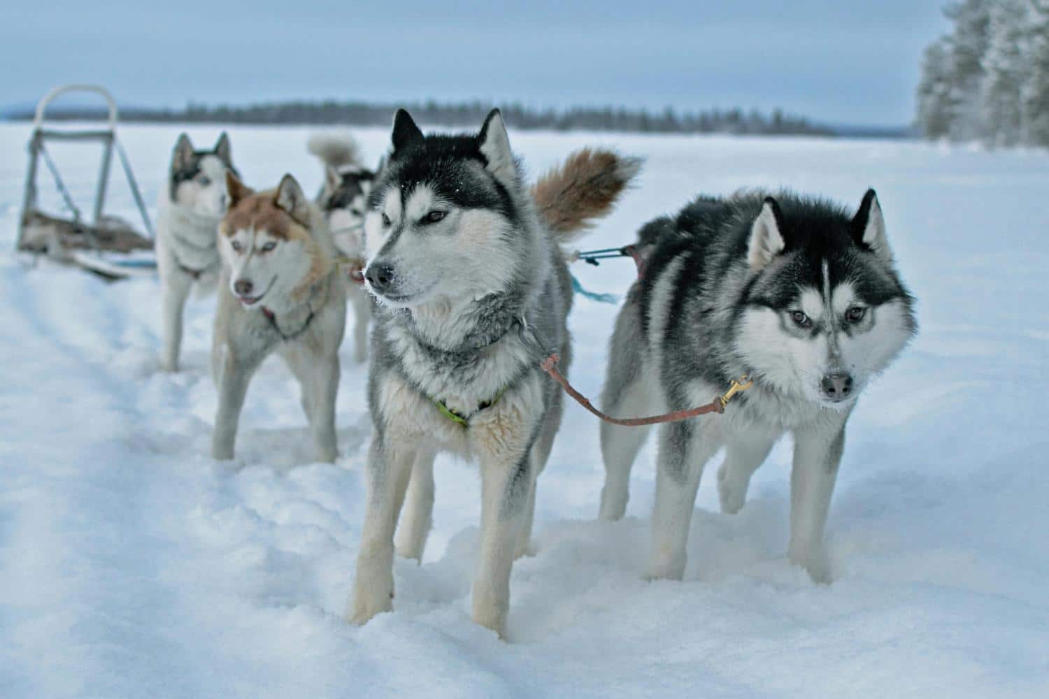 Iditarod.jpg