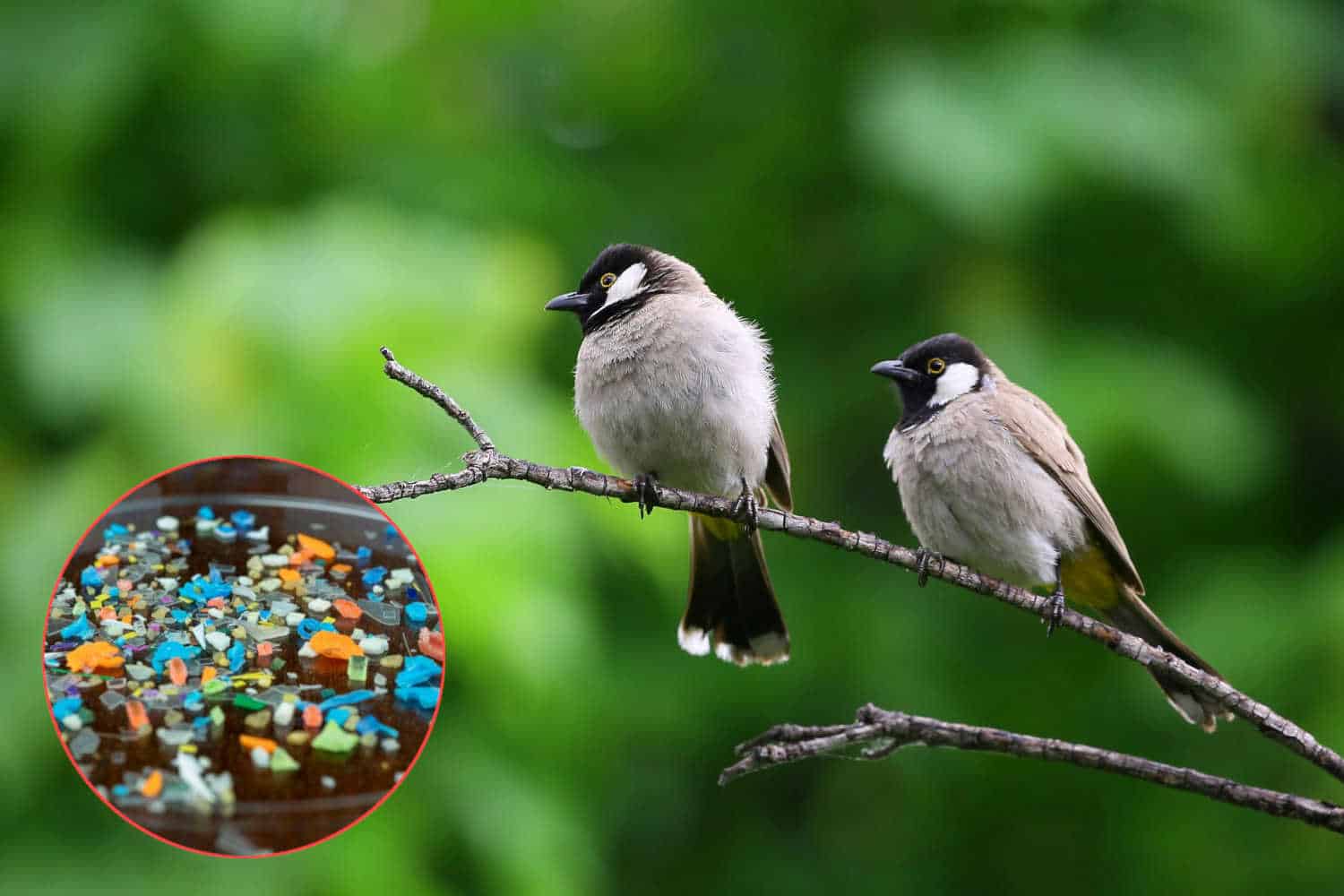 Anche nei polmoni degli uccelli ci sono microplastiche: rilevate particelle in tutti gli esemplari esaminati 1 Microplastiche polmoni uccelli.jpg