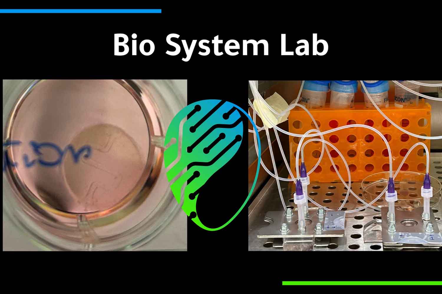 Cosmetici e farmaci testati senza animali? Ora si può, grazie a una pelle biostampata tutta italiana 1 Pelle biostampata Bio System Lab.jpg