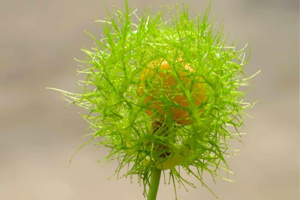 Physalis angulata.jpg