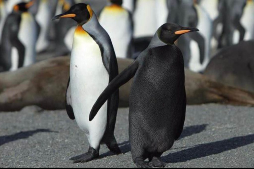 Pinguino melanico.jpg