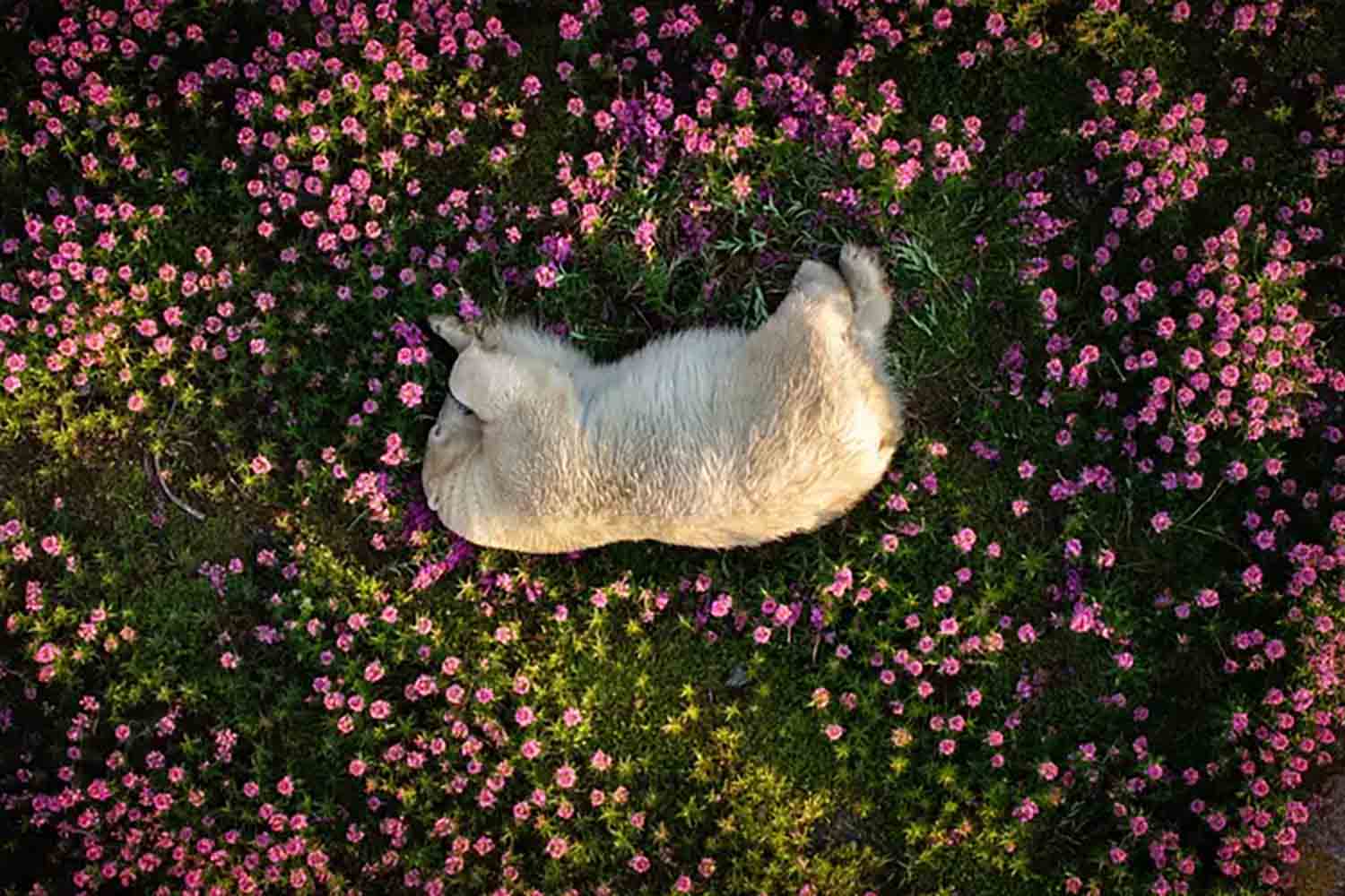 Polar Bear Amid Fireweed Blooms by Christopher Paetkau The Nature Photography Contest 2024 copia.jpg