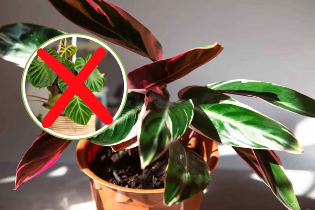Stromanthe.jpg