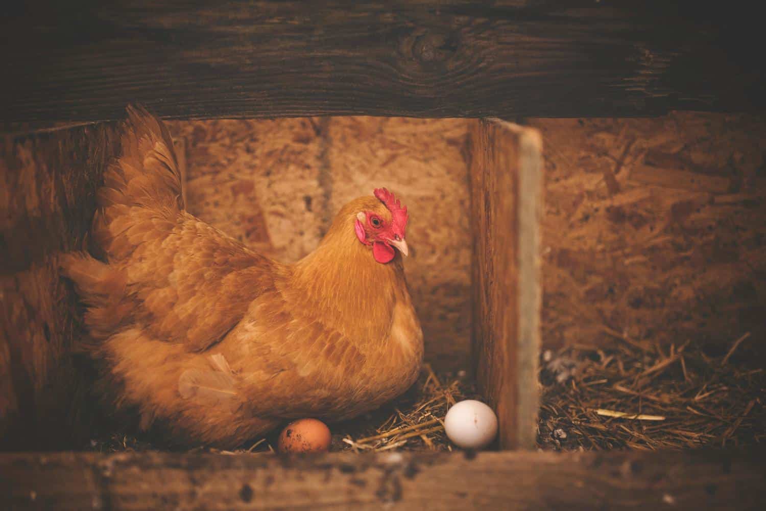 È nato prima l’uovo o la gallina? Questa proteina potrebbe risolvere l’eterno dilemma 1 Uovo gallina.jpg