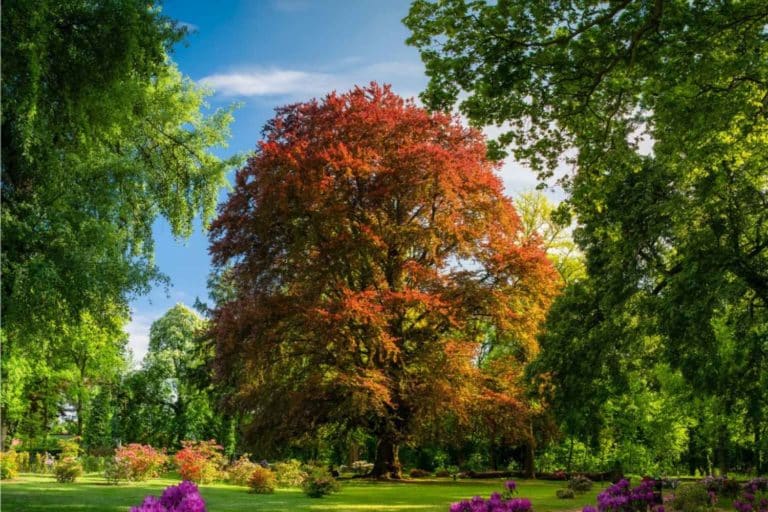 albero dellanno 2025 europa.jpg