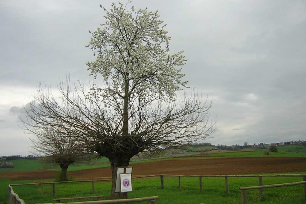 bialbero casorzo.jpg