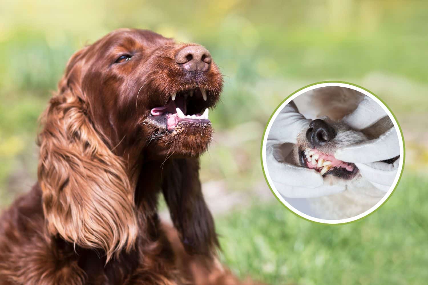 cANE denti.jpg