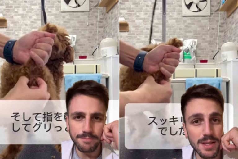 cane ghiandole.jpg