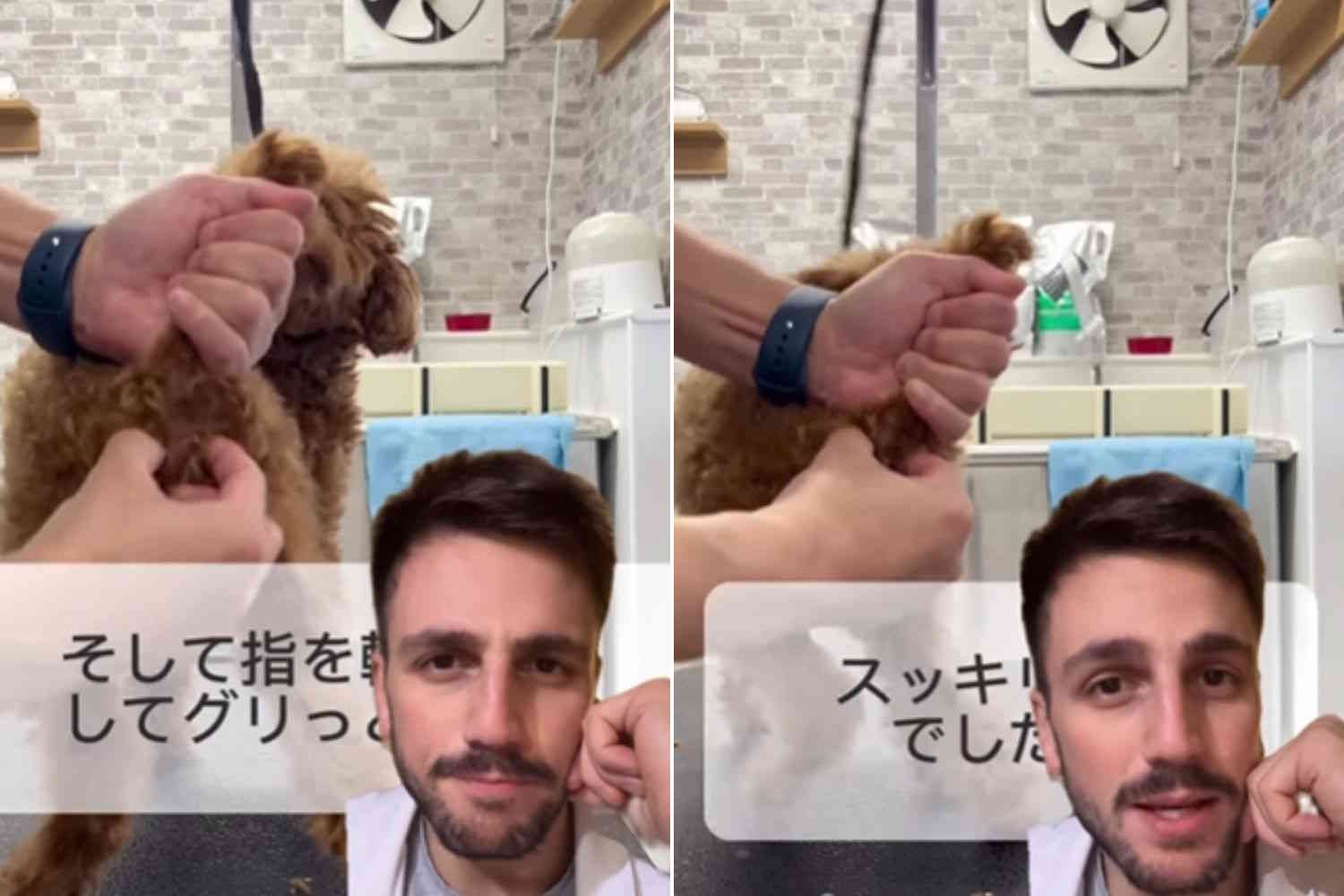 Sono un veterinario e ti spiego cosa (NON) fare se il cane ha le ghiandole perianali infiammate 1 cane ghiandole.jpg