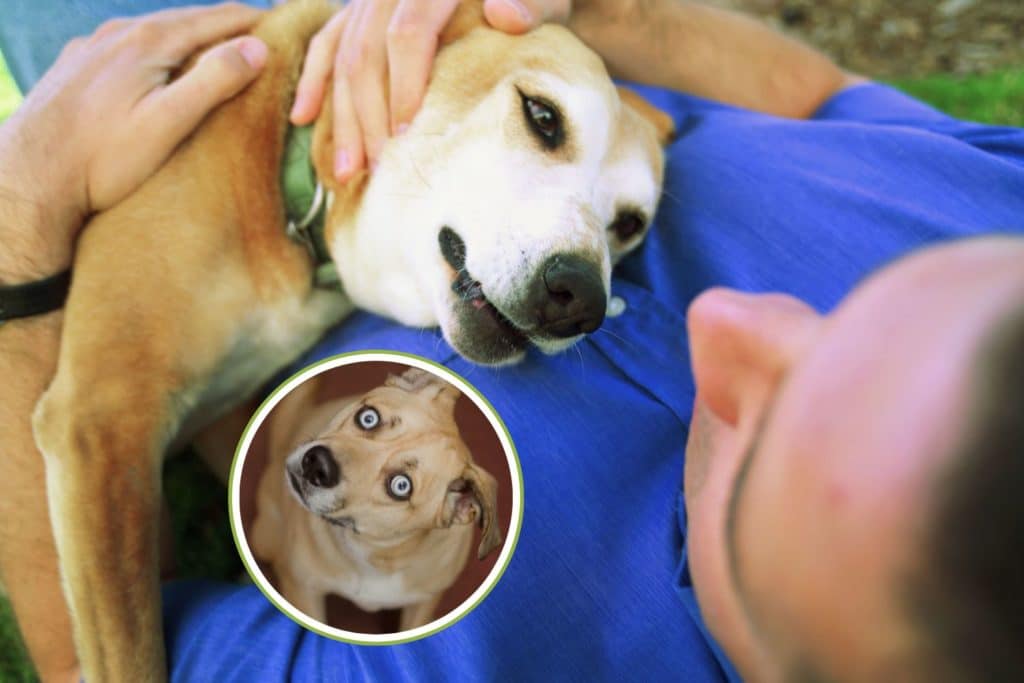 cane linguaggio.jpg
