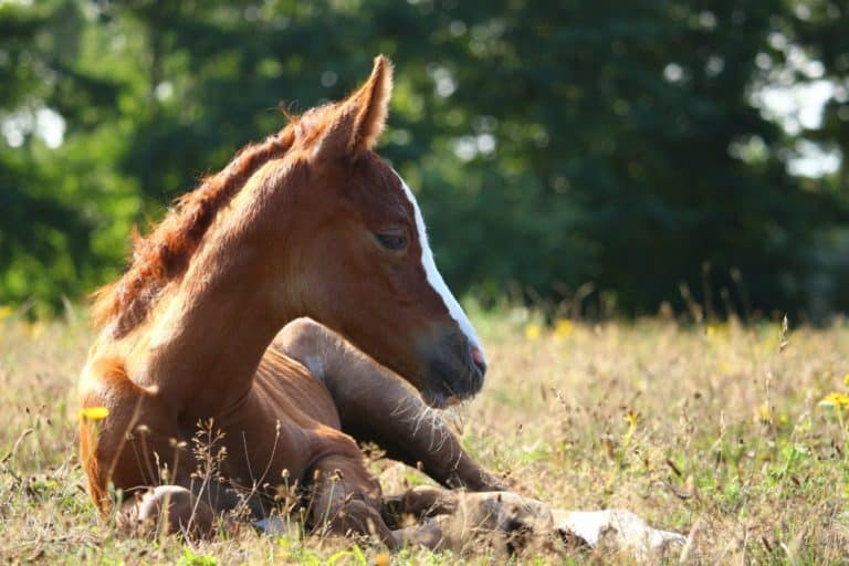 cavallo .jpg