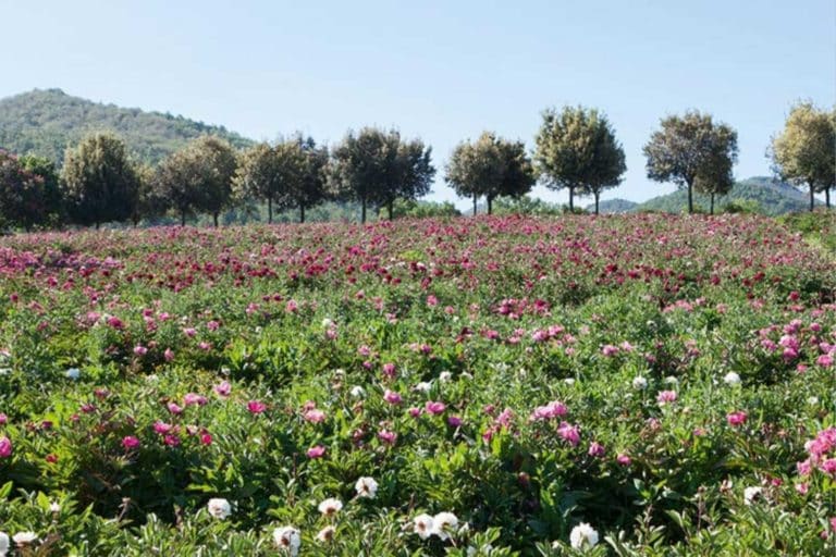 centro botanico moutan.jpg