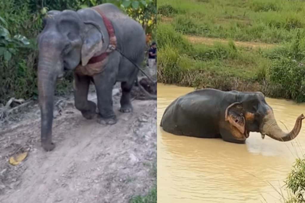 elefante.jpg
