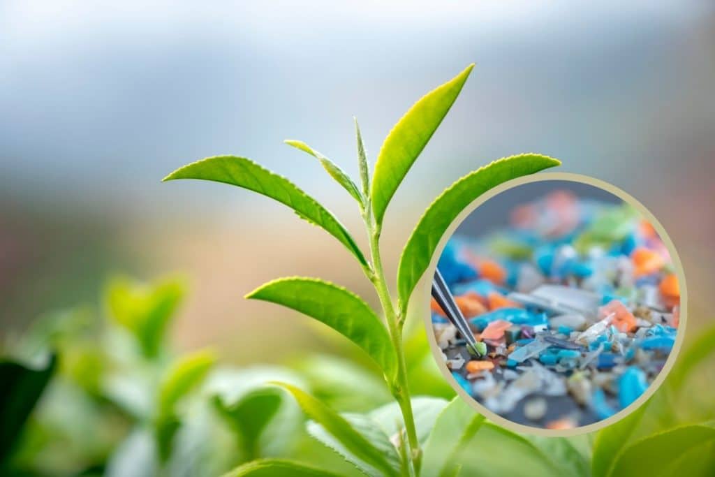 fotosintesi plastica.jpg