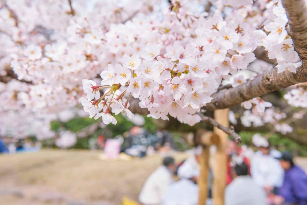 hanami milano.jpg