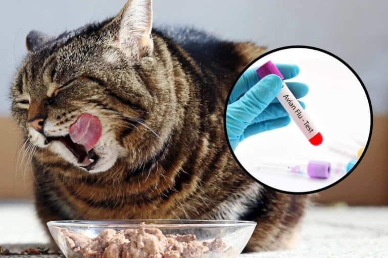 influenza aviaria gatti.jpg