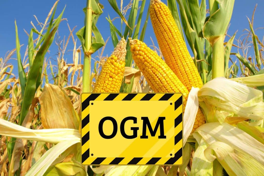 mais ogm.jpg