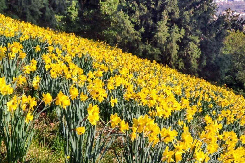 narcisi in fiore.jpg