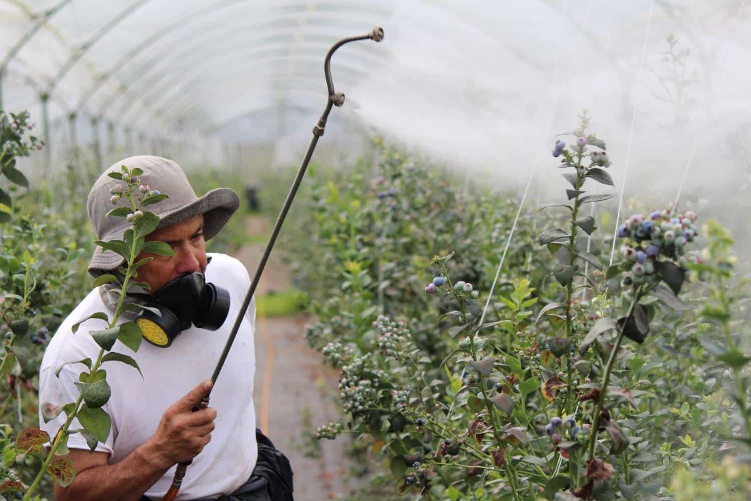I pesticidi si diffondono ben oltre i campi: lo studio che dimostra come arrivino a contaminare anche le zone più remote 1 pesticidi campi 1.jpg