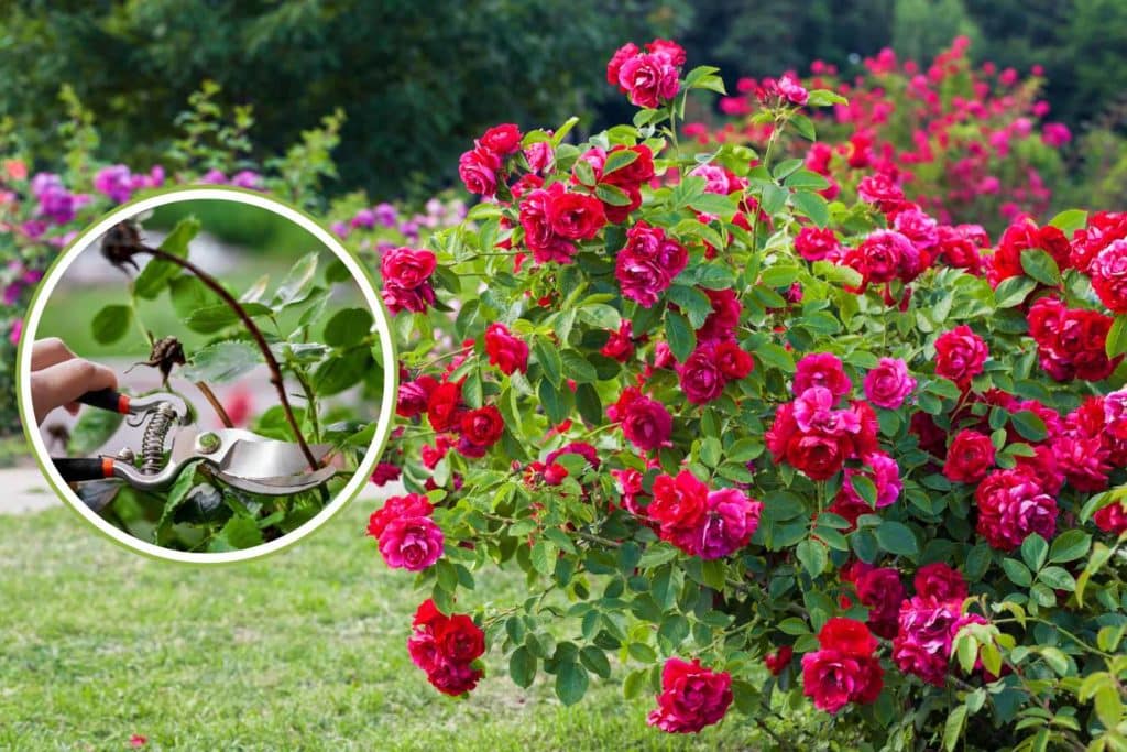 potare cespugli di rose.jpg
