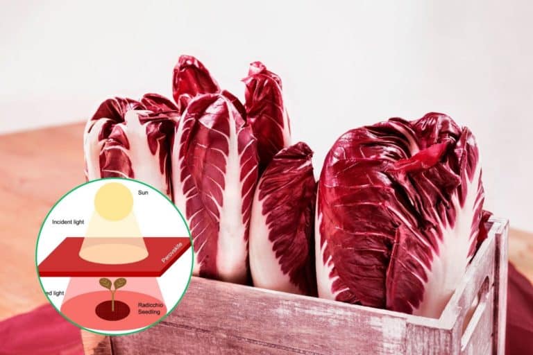radicchio.jpg