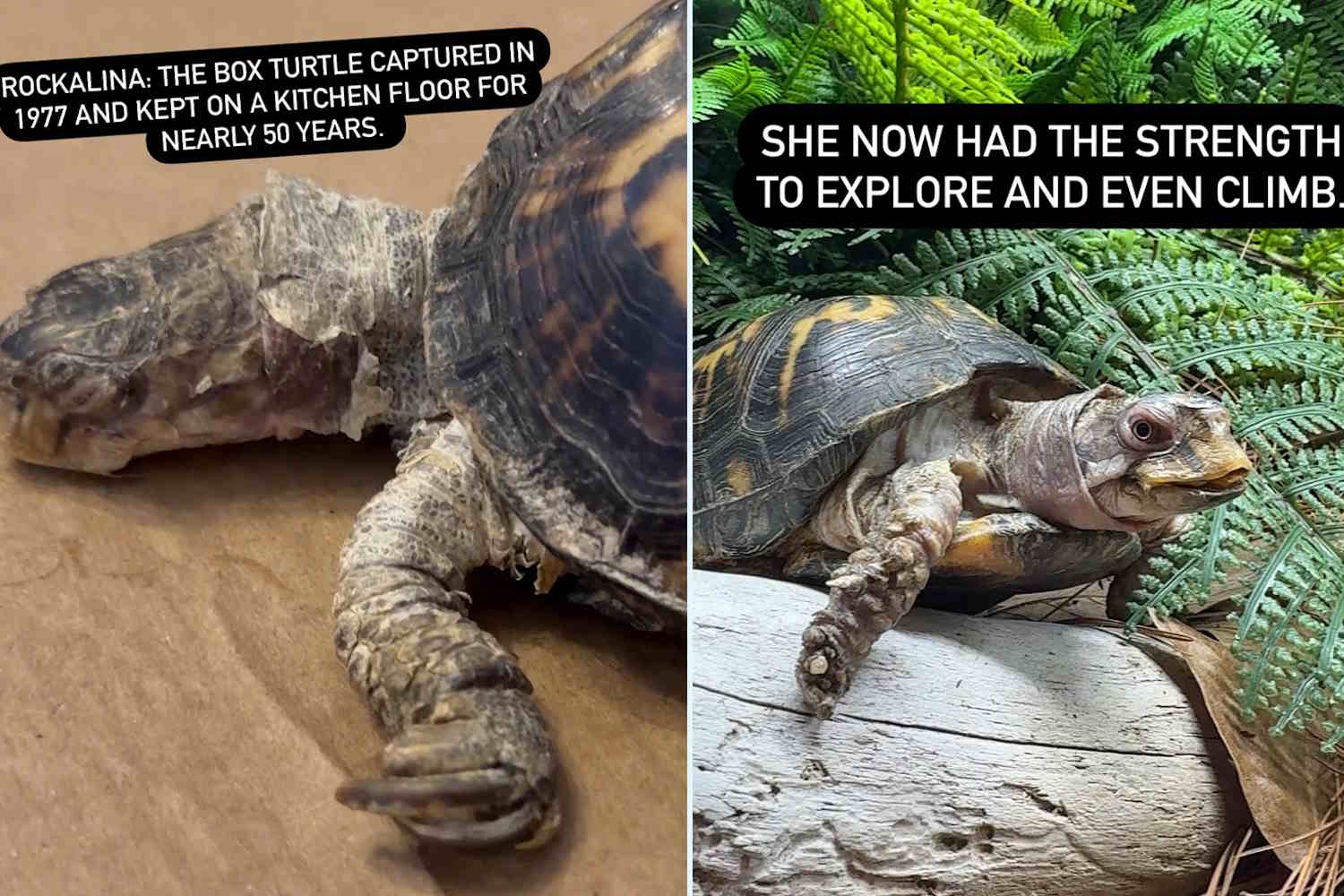 rockalina turtle.jpg