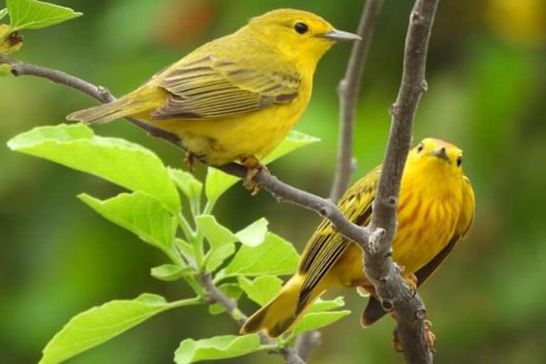 uccelli galapagos rumori traffico c.jpg