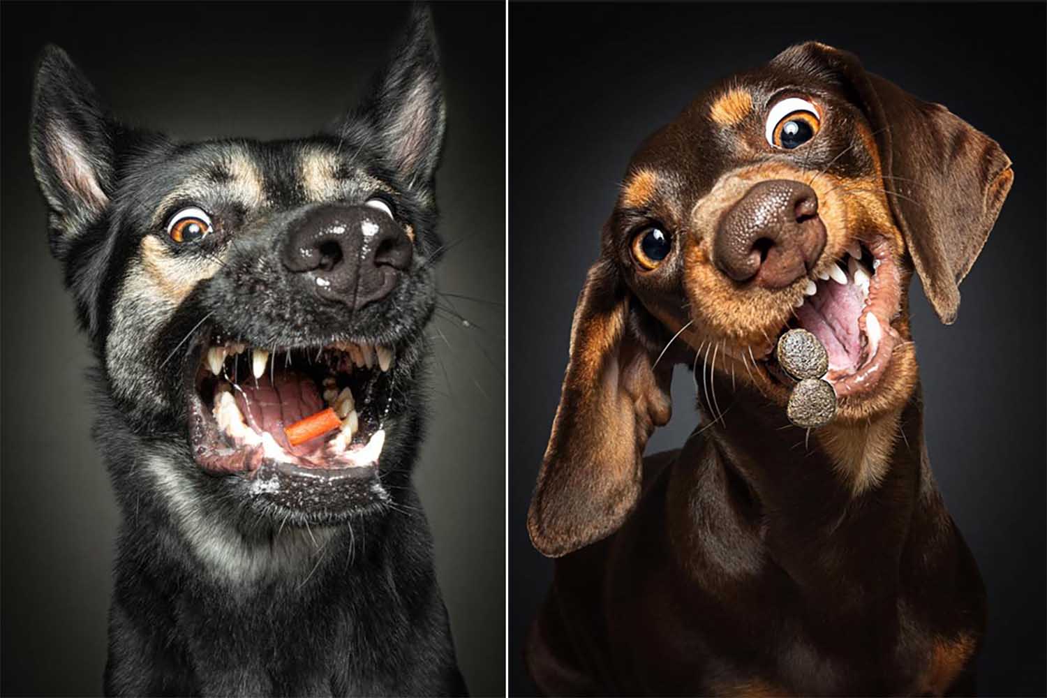 Queste foto di cani, ritratti mentre cercano di afferrare al volo crocchette e snack, fanno ridere a crepapelle 1 vieler cani.jpg