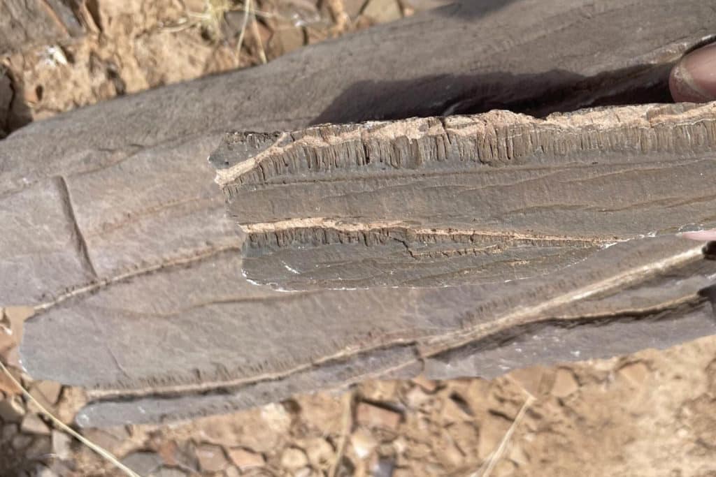 vita sconosciuta mistero namibia c.jpg