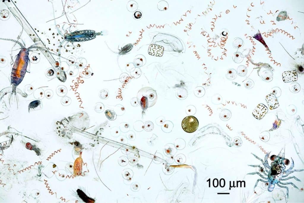 Acqua microscopio.jpg