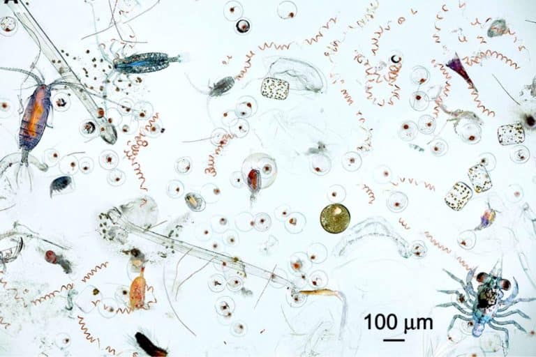 Acqua microscopio.jpg
