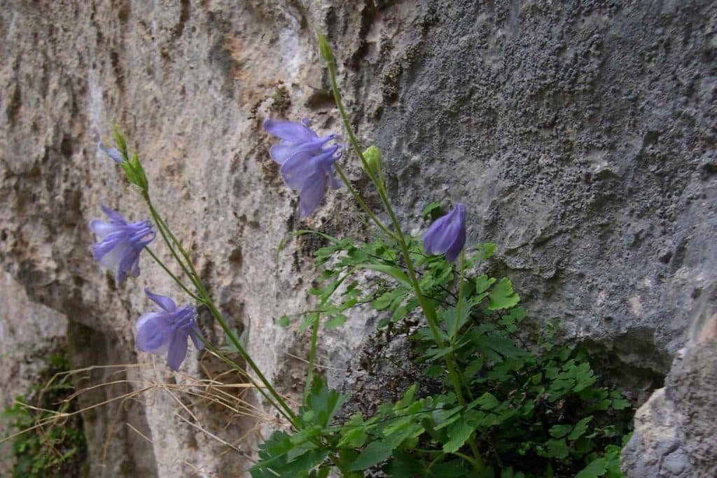 Aquilegia nugorensis.jpg