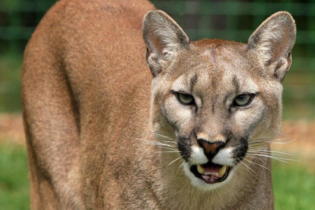 Caccia al puma.jpg