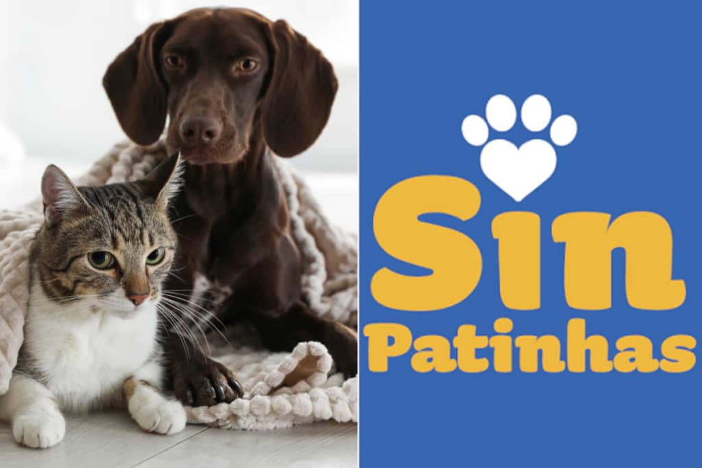 Cani gatti carta identita.jpg