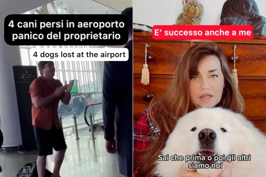 Cani in stiva.jpg