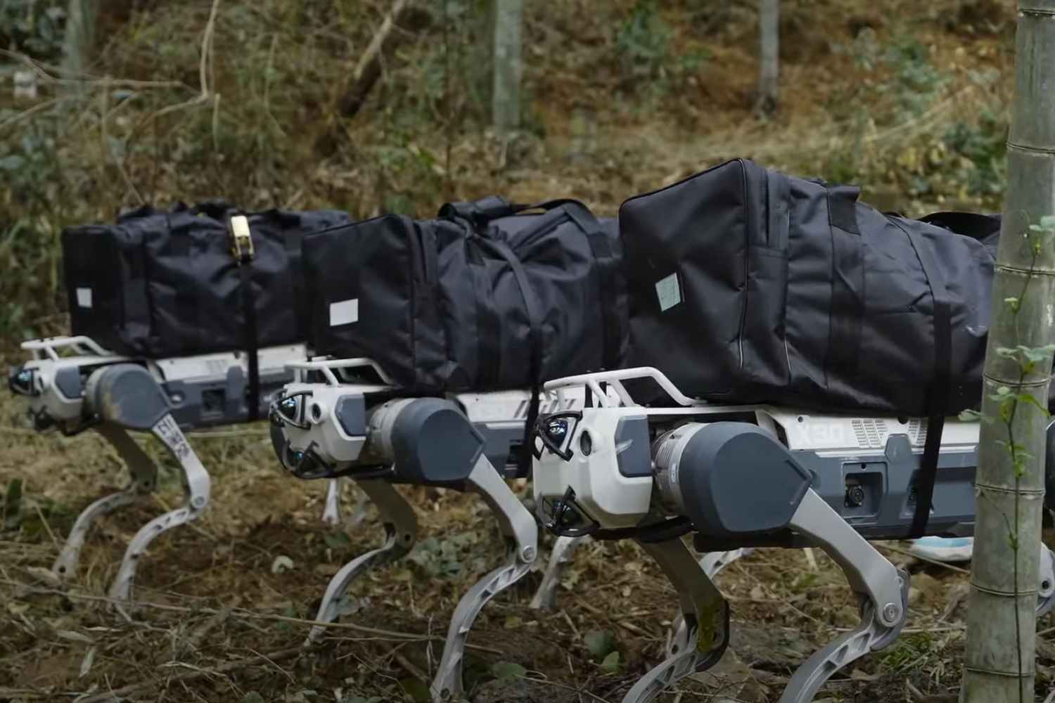 Cani robot.jpg