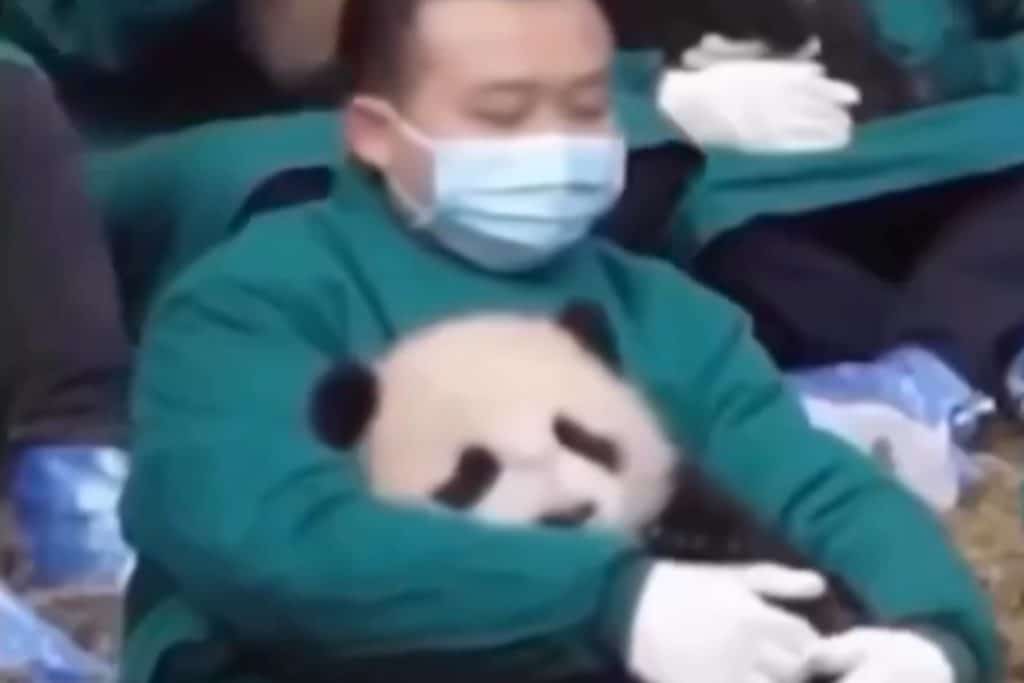 Coccolare panda.jpg
