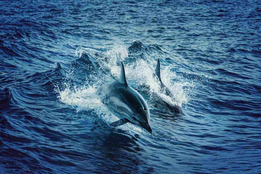 Dolphin Project.jpg