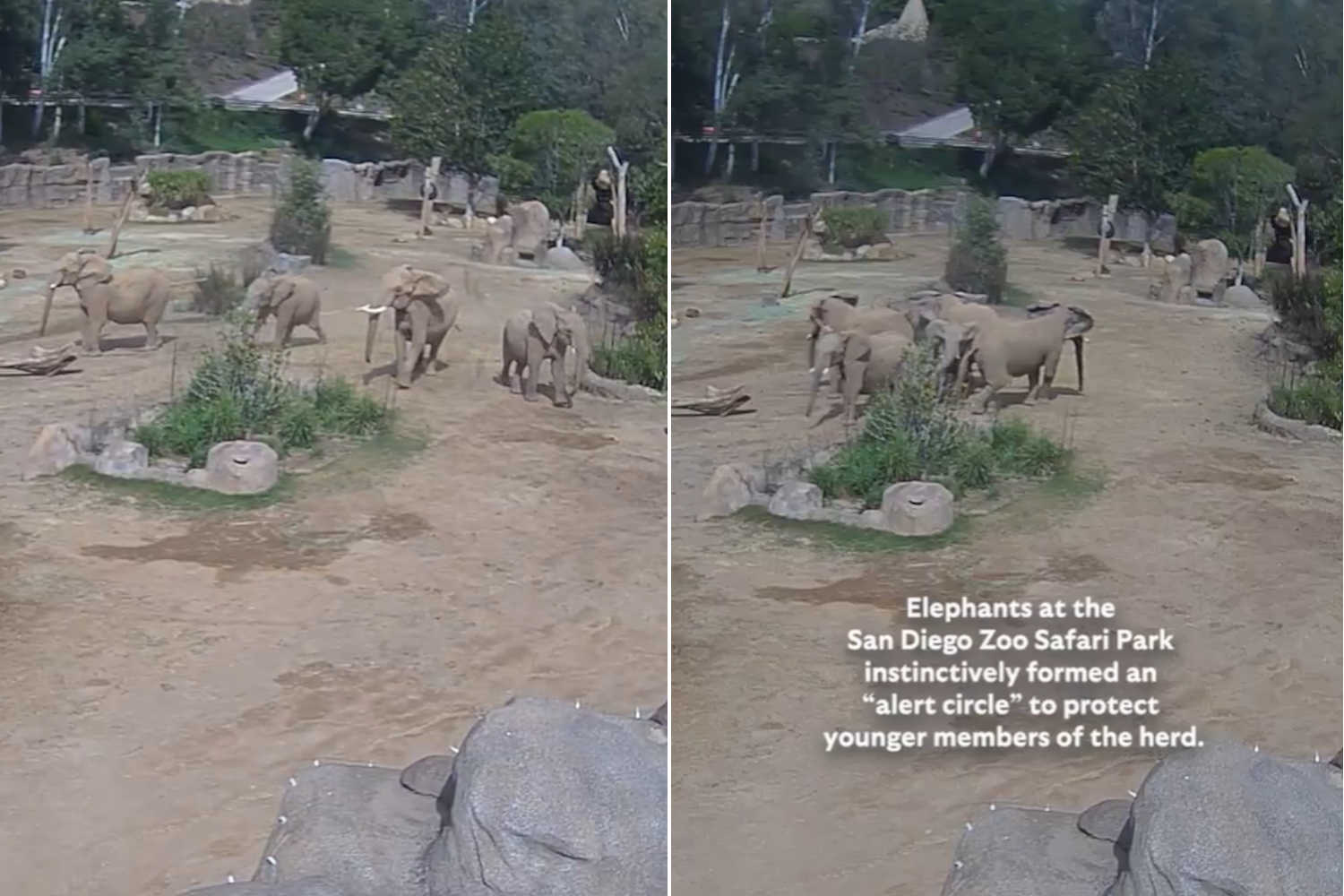 Incredibili elefanti! Si uniscono in un cerchio protettivo durante il terremoto (il loro gesto ti farà riflettere sugli zoo) 1 Elefanti terremoto.jpg