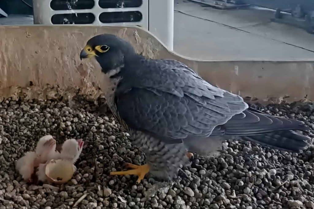 Falchi Pirellone.jpg