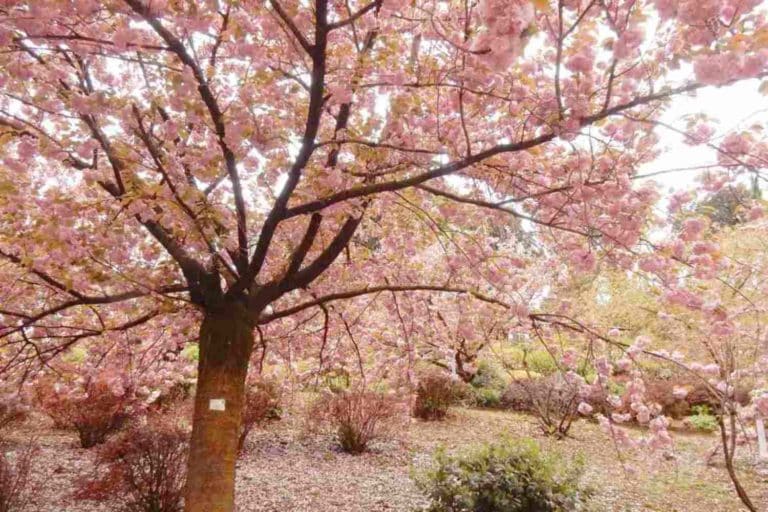 Torna l’Hanami all’Orto Botanico di Roma: un viaggio nella splendida fioritura dei ciliegi e nella cultura giapponese 1 Hanami Roma.jpg