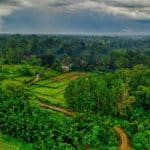 Indonesia deforestazione.jpg