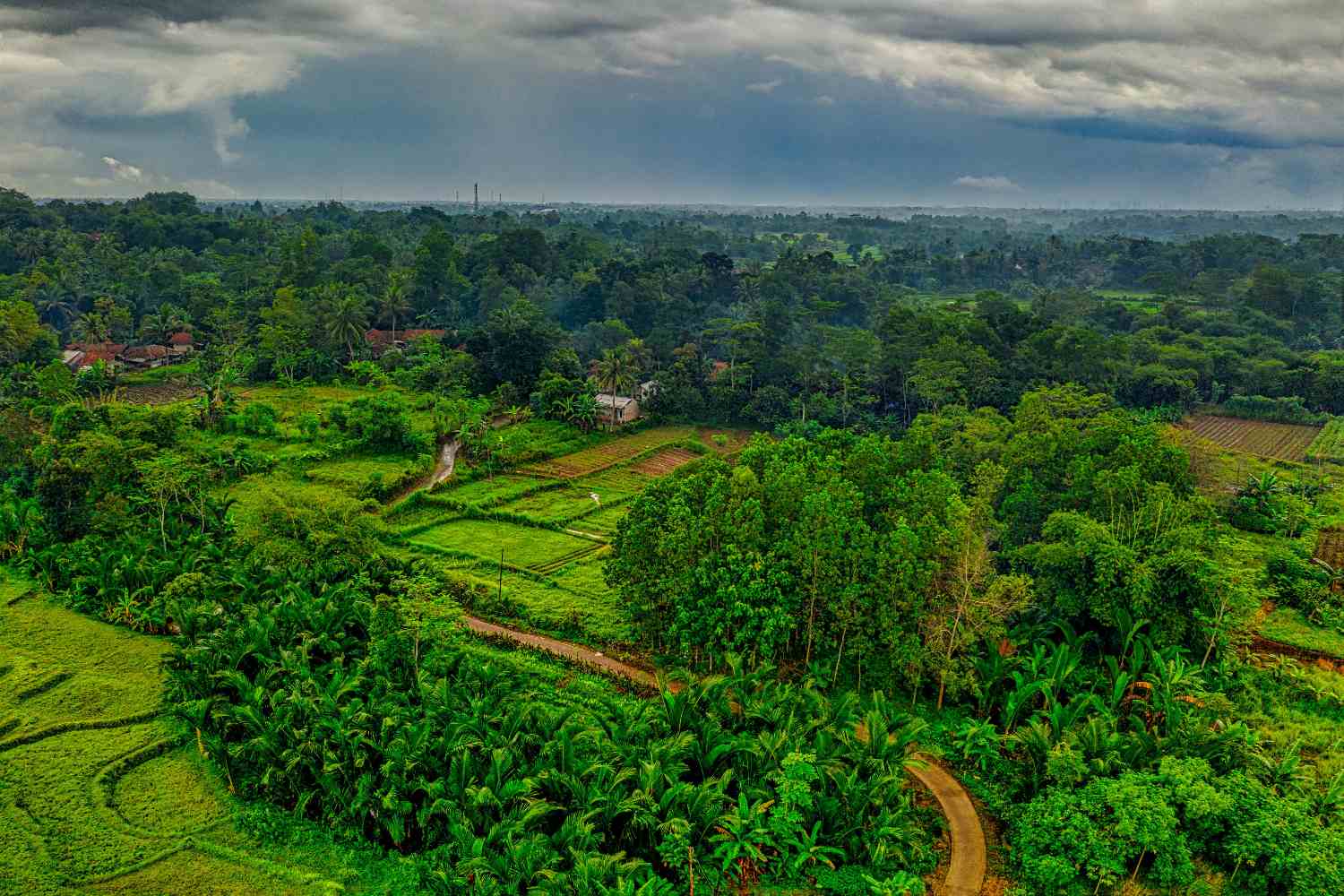 Indonesia deforestazione.jpg