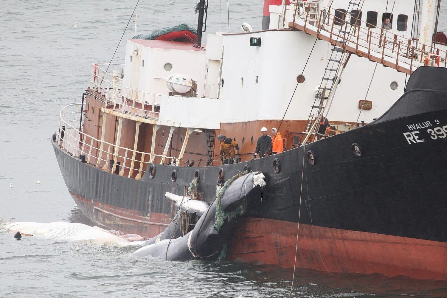 La Captain Paul Watson Foundation contro la caccia alle balenottere minori in Islanda: “vogliono ucciderne 217” 1 Islanda caccia balene.jpg