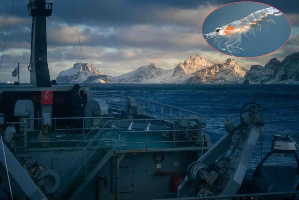 Krill.jpg