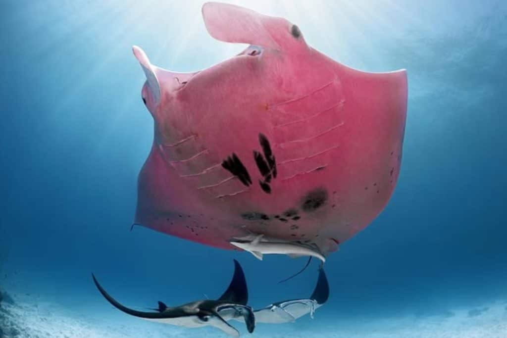 Manta rosa.jpg