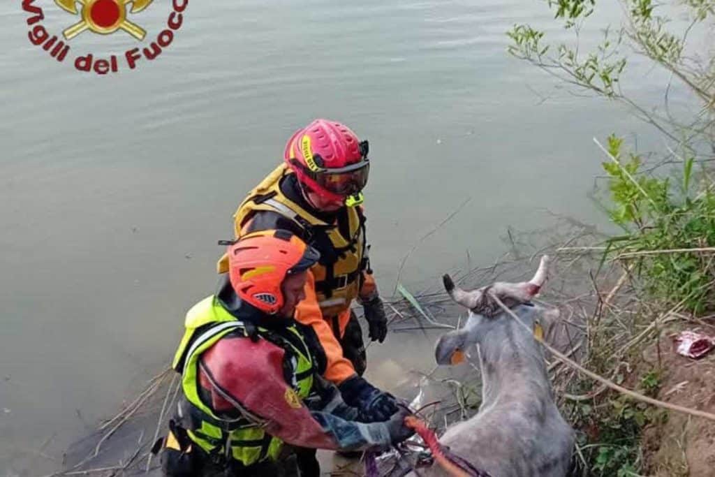 Mucca Tevere.jpg